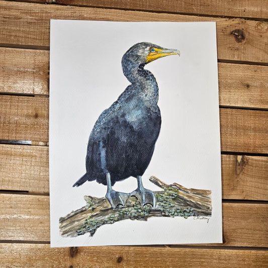 Cormorant