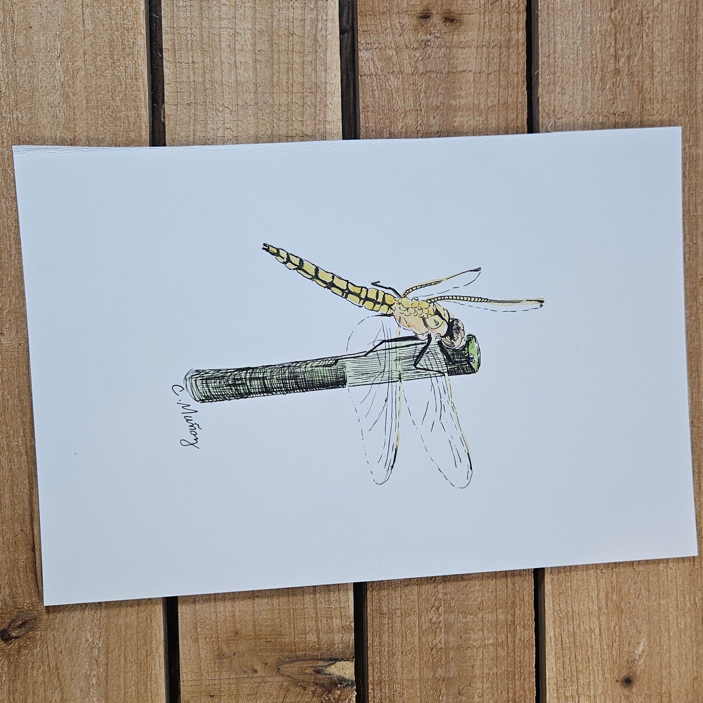 Dragonfly