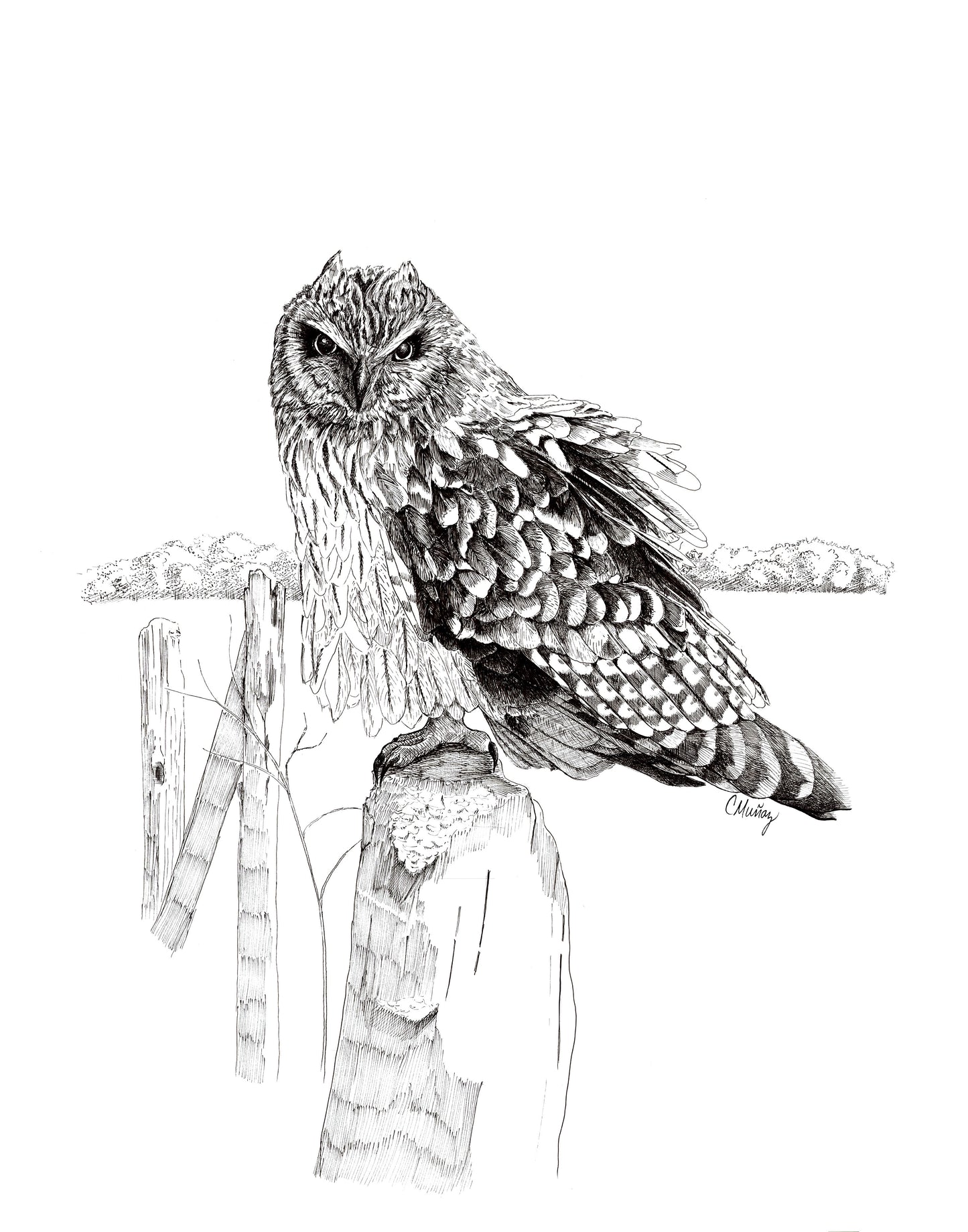 Ruffled Feathers Owl
