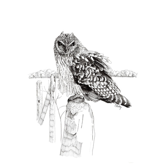 Ruffled Feathers - 11x14 Owl Pen & Ink Large Art Print