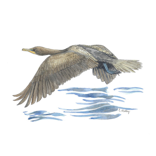 Cormorant Skimming the Water – 11x14 Fine Art Print