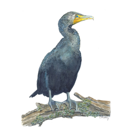 Cormorant on the Log - 11x14 large art print