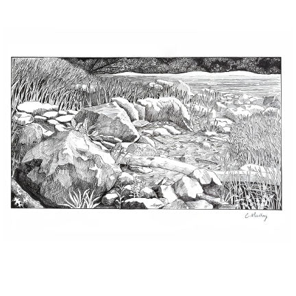 Tidal Stream — Rocky Maine Coastline Pen & Ink Art Print