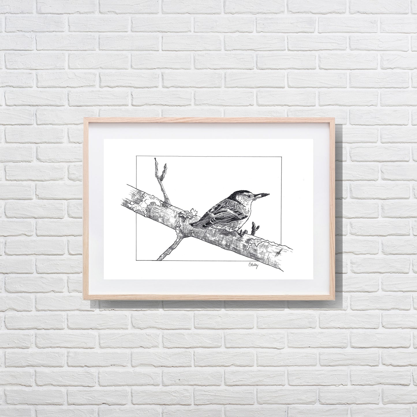Nuthatch