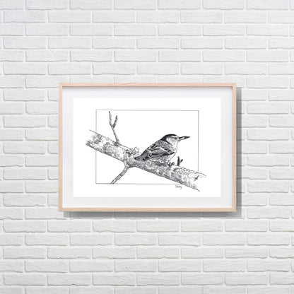 Nuthatch