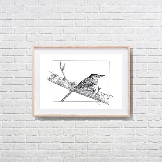 Nuthatch