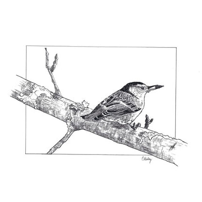 Nuthatch