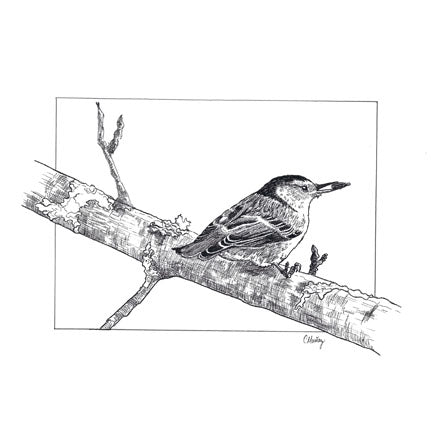 Tidbit — Pen & Ink Nuthatch Art Print